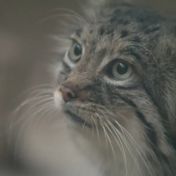 A photograph of Az in Kobe Animal Kingdom