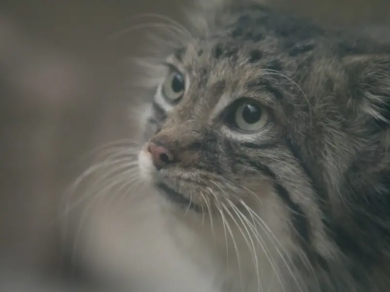 A photograph of Az in Kobe Animal Kingdom