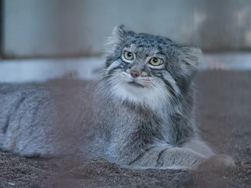 A photograph of Figa in Nogeyama Zoo