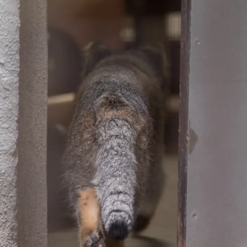 A photograph of Figa in Nogeyama Zoo