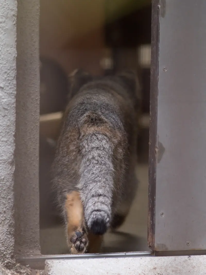 A photograph of Figa in Nogeyama Zoo