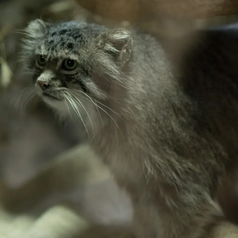 A photograph of Klyon in Ueno Zoological Gardens