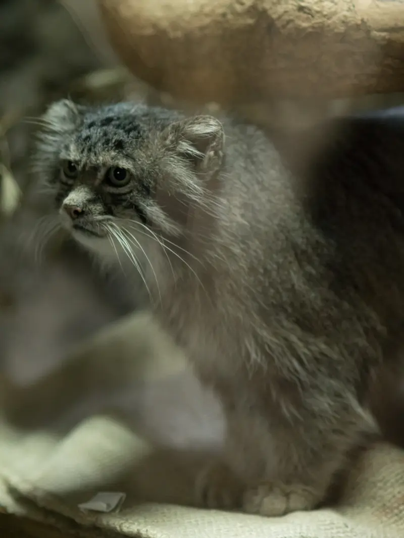 A photograph of Klyon in Ueno Zoological Gardens