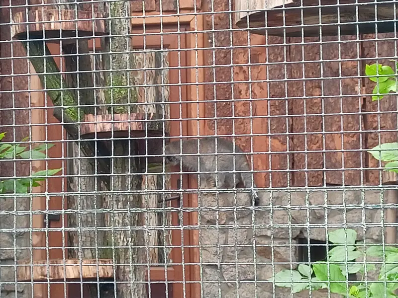 A photograph of a Pallas's cat