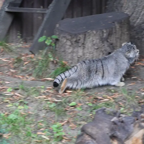 A photograph of a Pallas's cat in Moscow zoo