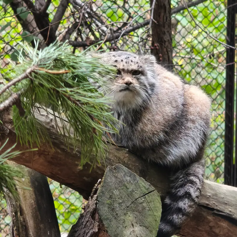A photograph of a Pallas's cat in Novosibirsk Zoo