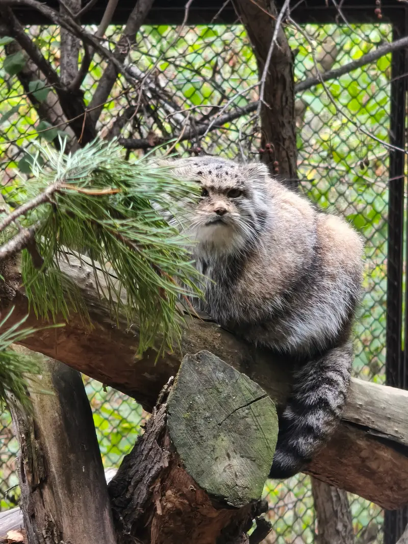 A photograph of a Pallas's cat in Novosibirsk Zoo