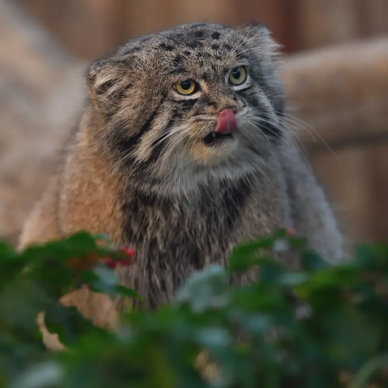 A photograph of Nar in Kobe Animal Kingdom