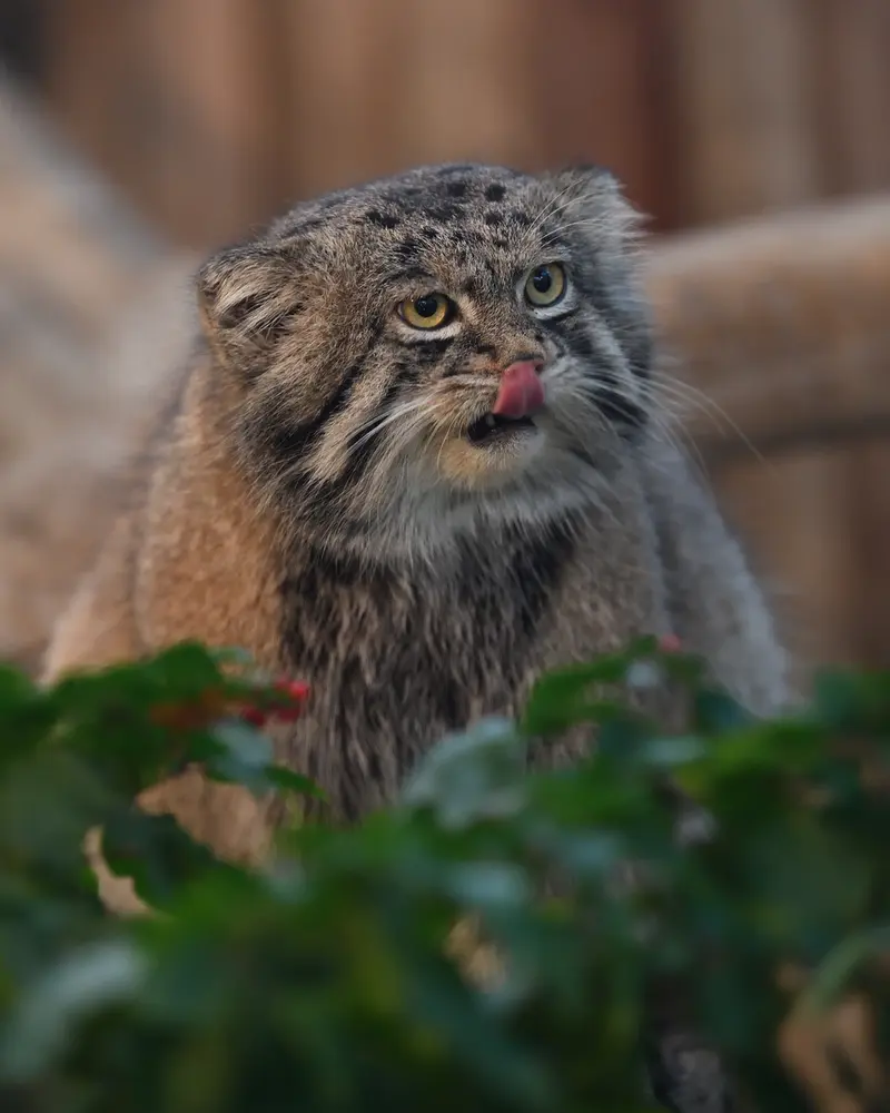 A photograph of Nar in Kobe Animal Kingdom