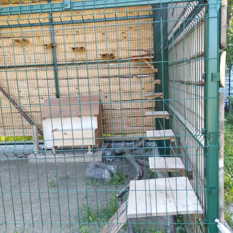 A photograph of Chip in Barnaul zoo “Lesnaya skazka”