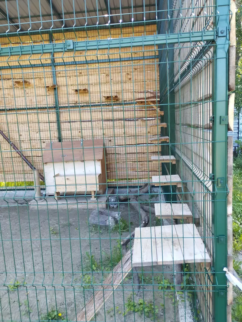 A photograph of Chip in Barnaul zoo “Lesnaya skazka”