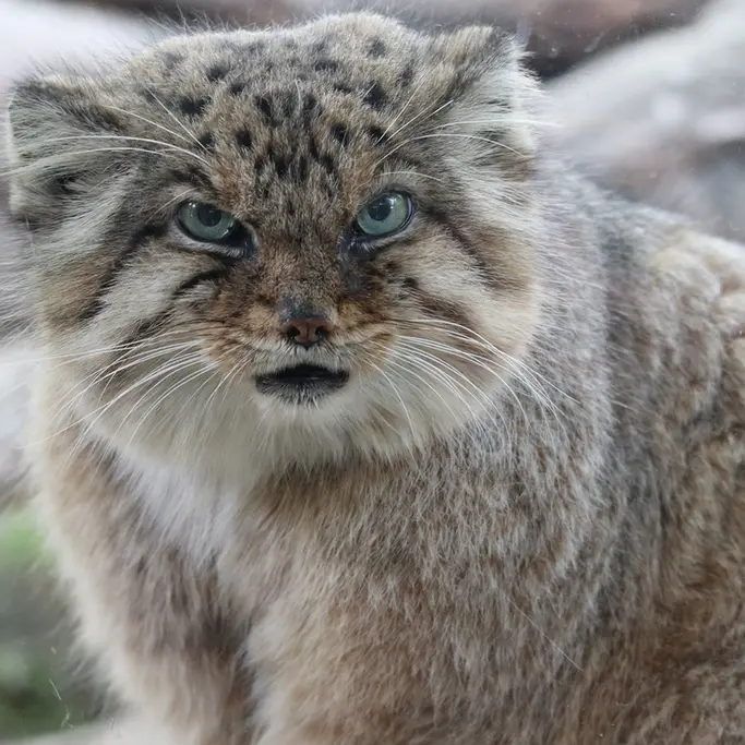A photograph of Bor in Nasu Animal Kingdom