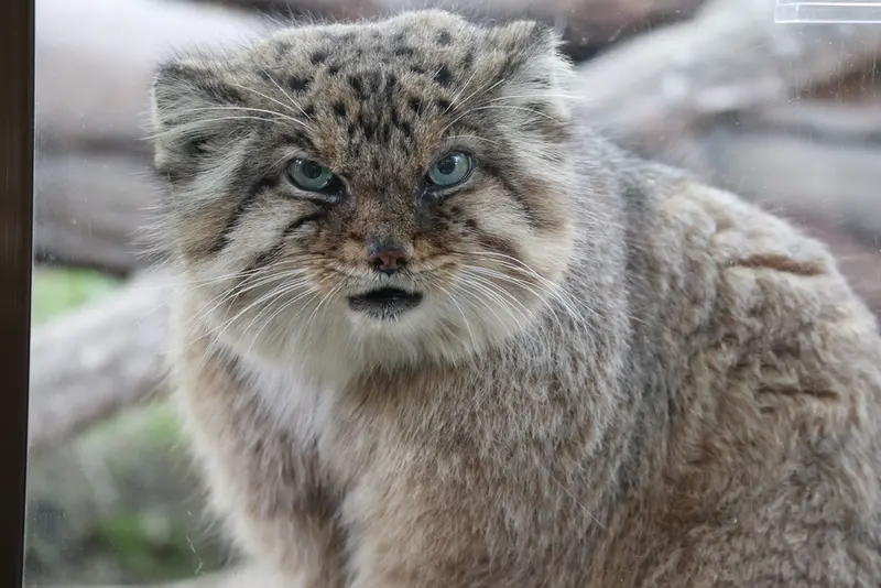 A photograph of Bor in Nasu Animal Kingdom