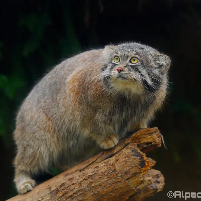 A photograph of Nar in Kobe Animal Kingdom