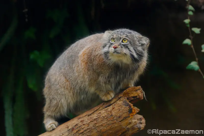 A photograph of Nar in Kobe Animal Kingdom