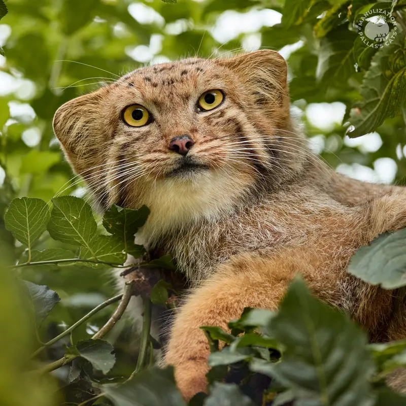 A photograph of Manó in Yerevan Zoo