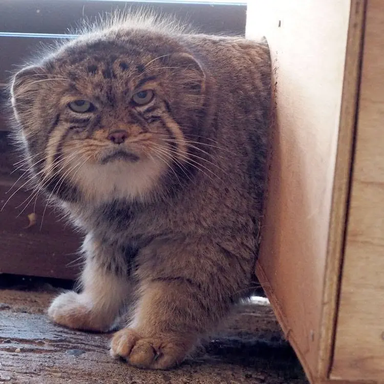 A photograph of Sebastian in Saitama Children's Zoo