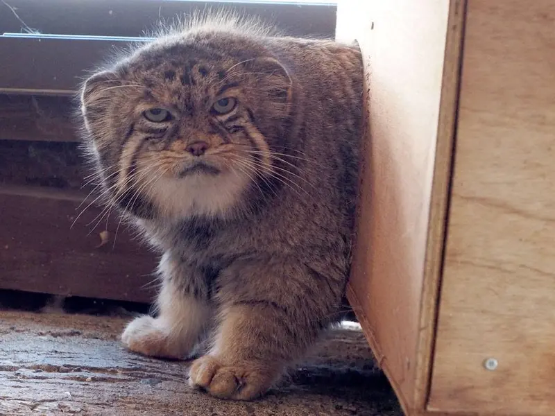 A photograph of Sebastian in Saitama Children's Zoo