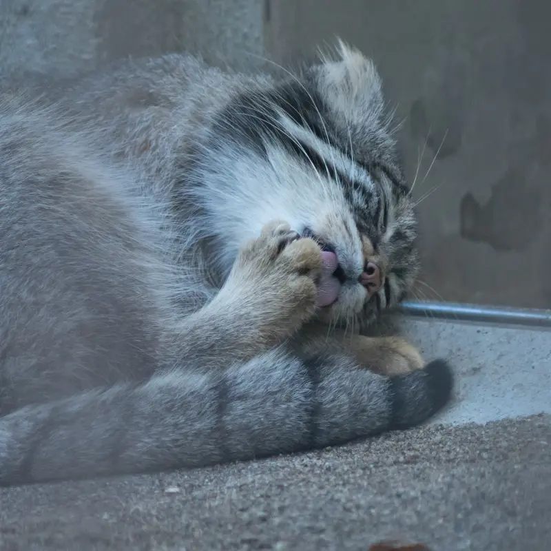 A photograph of Figa in Nogeyama Zoo