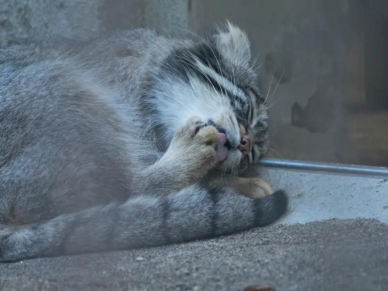 A photograph of Figa in Nogeyama Zoo