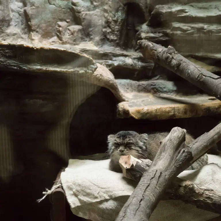 A photograph of Primula in Ueno Zoological Gardens