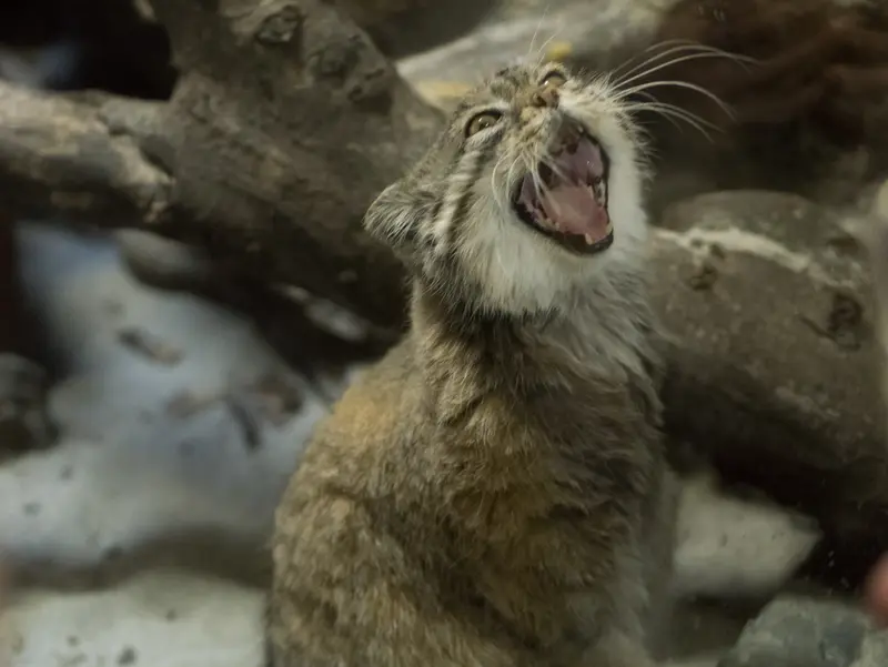 A photograph of Primula in Ueno Zoological Gardens