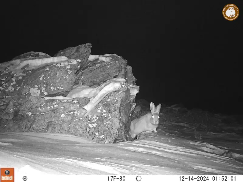 A photograph of Hare from Karashoky camera trap
