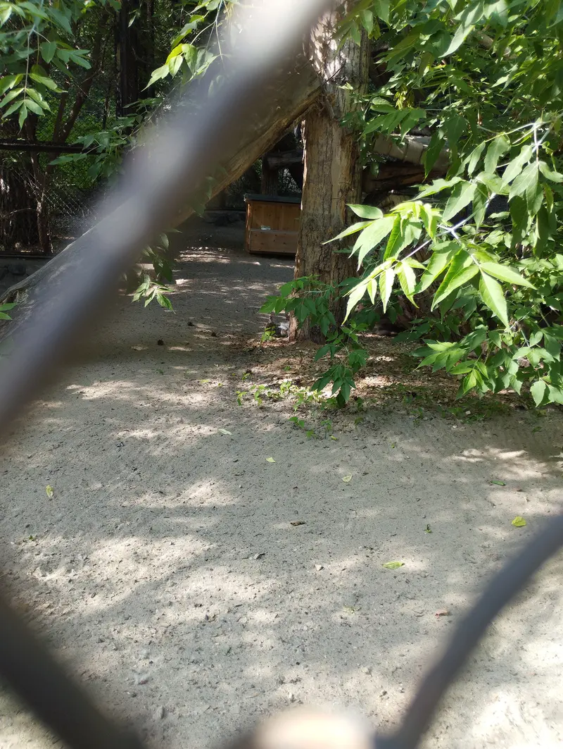 A photograph of a Pallas's cat in Novosibirsk Zoo