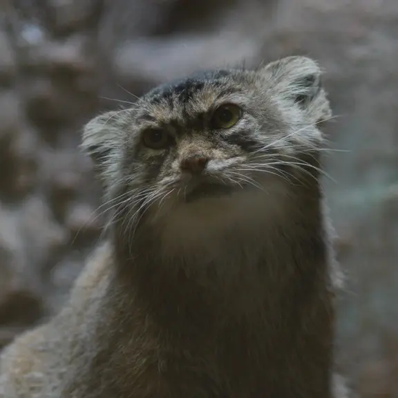 A photograph of a Pallas's cat in Ueno Zoological Gardens