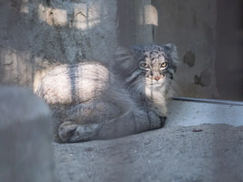 A photograph of Figa in Nogeyama Zoo