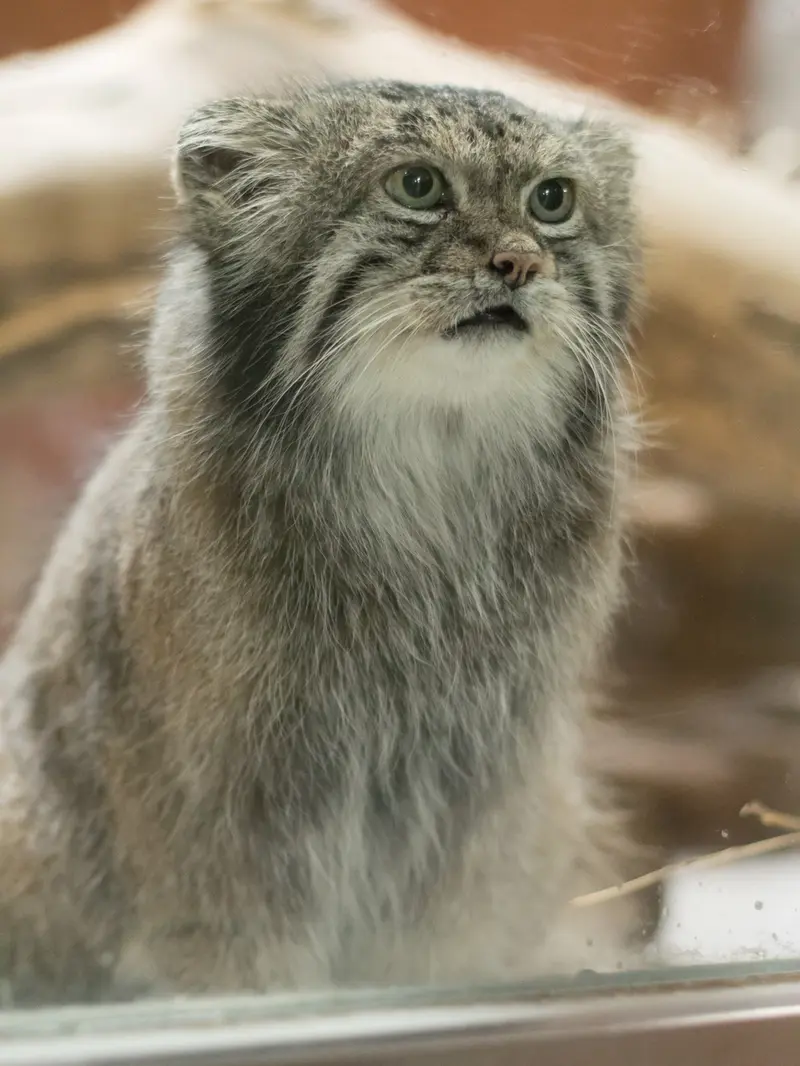 A photograph of Klyon in Ueno Zoological Gardens