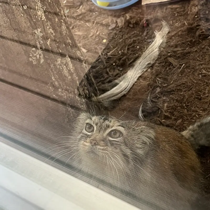A photograph of Norbu in Mill Mountain Zoo