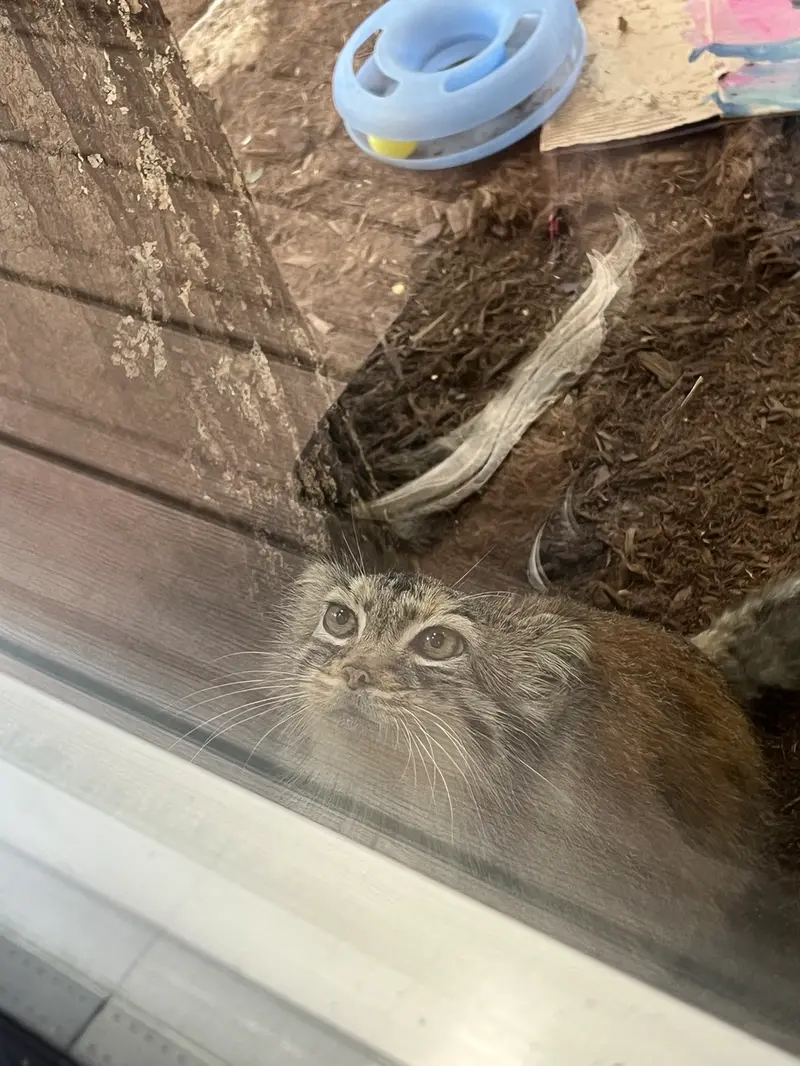 A photograph of Norbu in Mill Mountain Zoo
