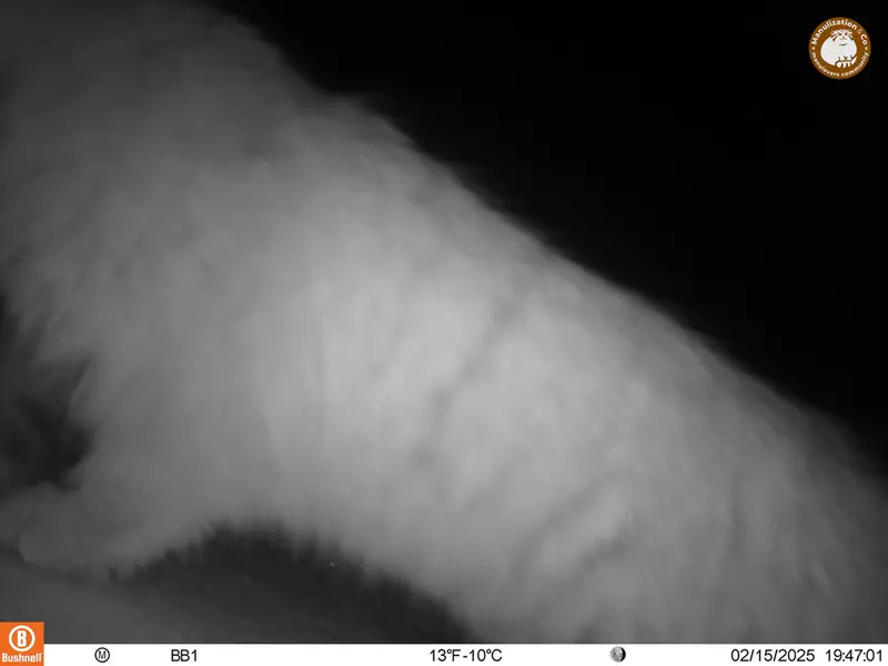 A photograph of Otocolobus manul manul from Aktas-Kunkora camera trap