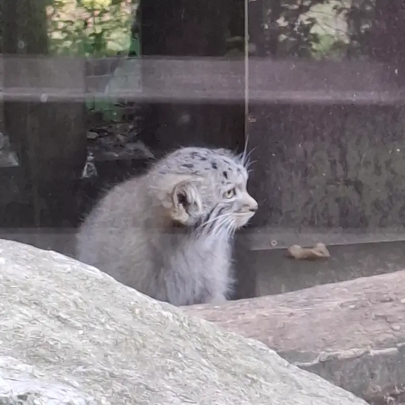A photograph of Kitten of Alani b.2026 Ⅰ in Košice Zoo