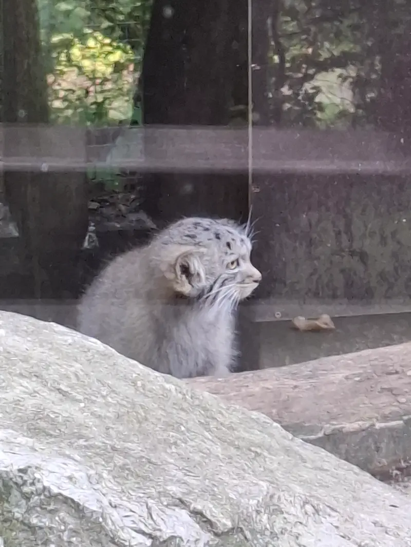 A photograph of Kitten of Alani b.2026 Ⅰ in Košice Zoo