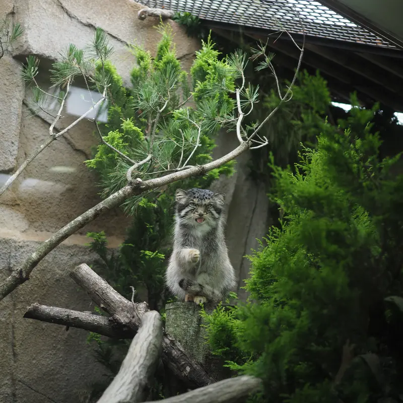 A photograph of Bor in Nasu Animal Kingdom