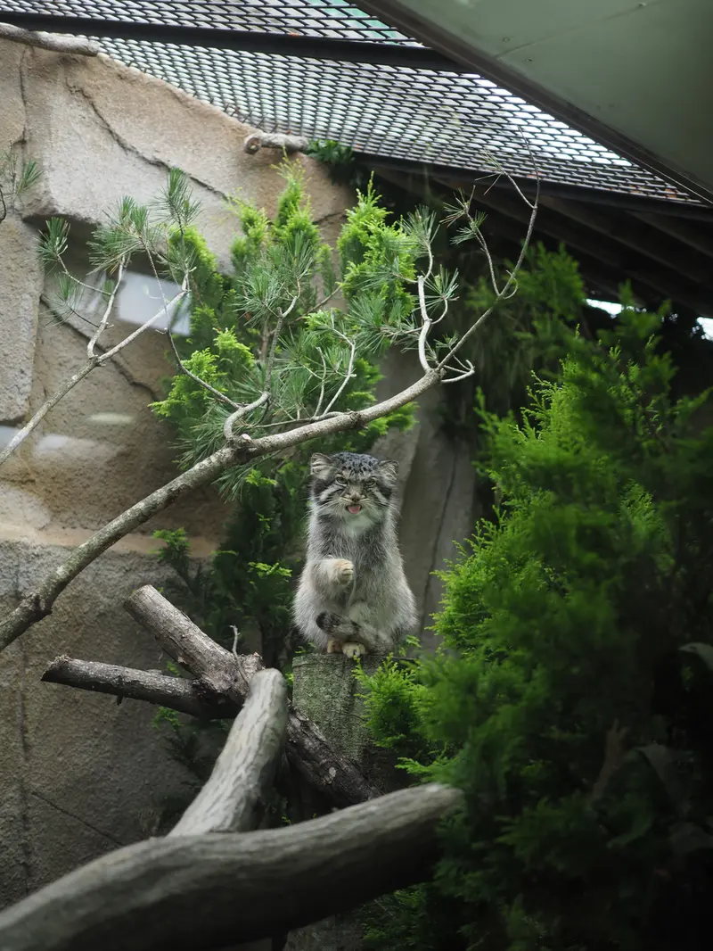 A photograph of Bor in Nasu Animal Kingdom