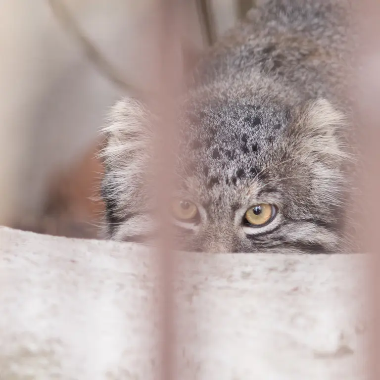 A photograph of Figa in Nogeyama Zoo