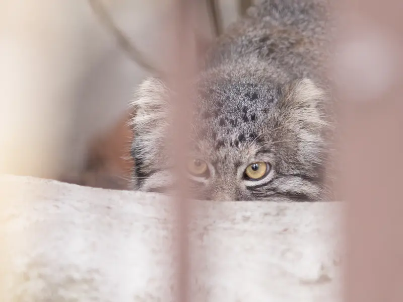 A photograph of Figa in Nogeyama Zoo