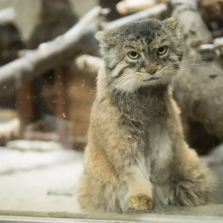 A photograph of Primula in Ueno Zoological Gardens