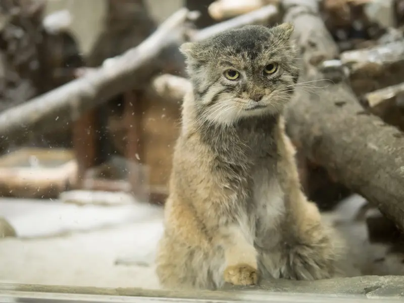 A photograph of Primula in Ueno Zoological Gardens