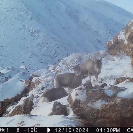 A photograph of Argali from Zhundy 2 camera trap