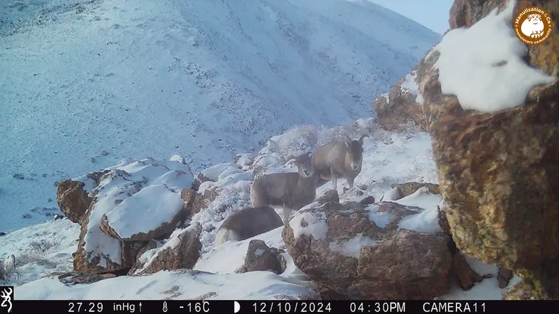 A photograph of Argali from Zhundy 2 camera trap