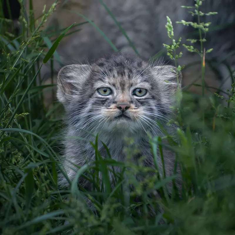 A photograph of a Pallas's cat in Port Lympne Wild Animal Park