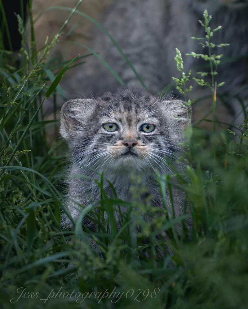 A photograph of a Pallas's cat in Port Lympne Wild Animal Park