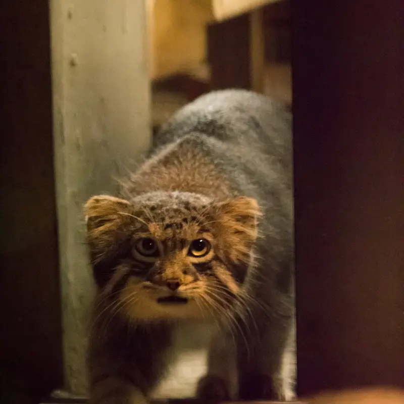 A photograph of Figa in Nogeyama Zoo
