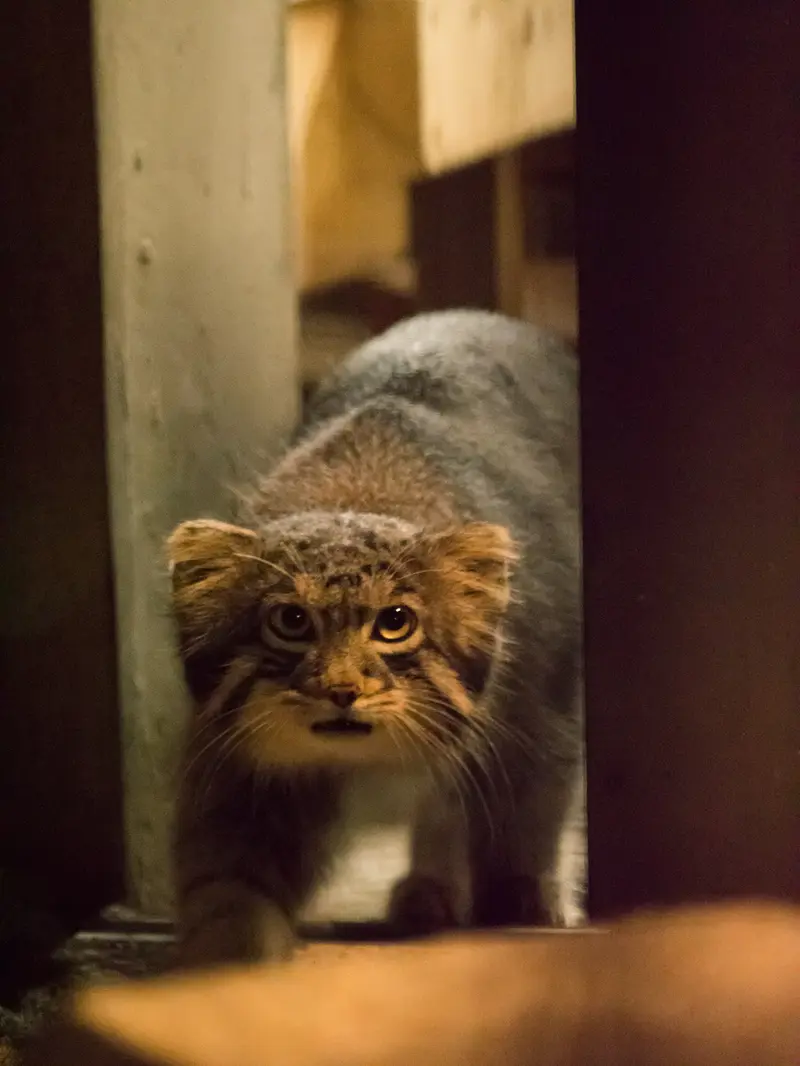 A photograph of Figa in Nogeyama Zoo