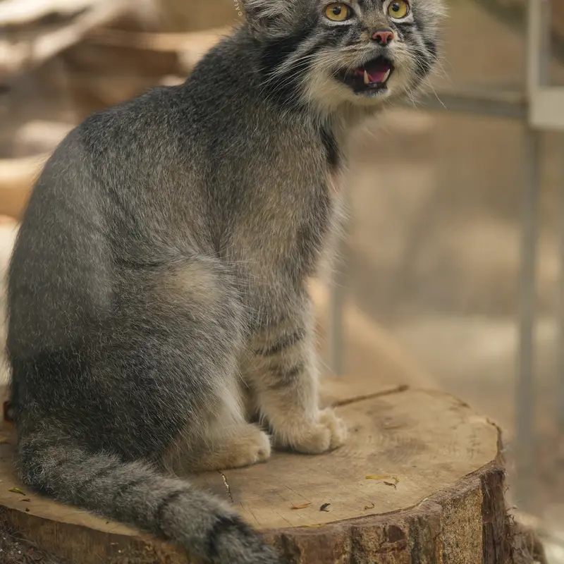 A photograph of Nar in Kobe Animal Kingdom