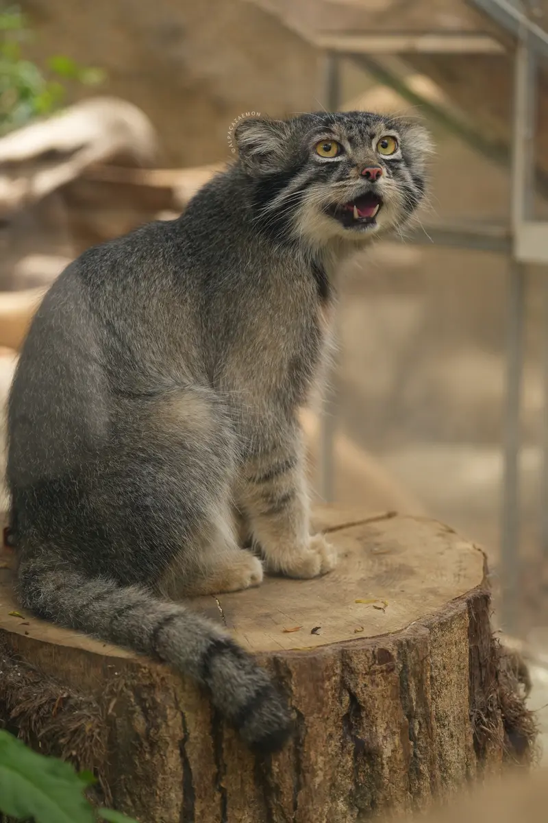 A photograph of Nar in Kobe Animal Kingdom
